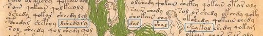 Voynich manuscript, f075r.17: "leaf words"