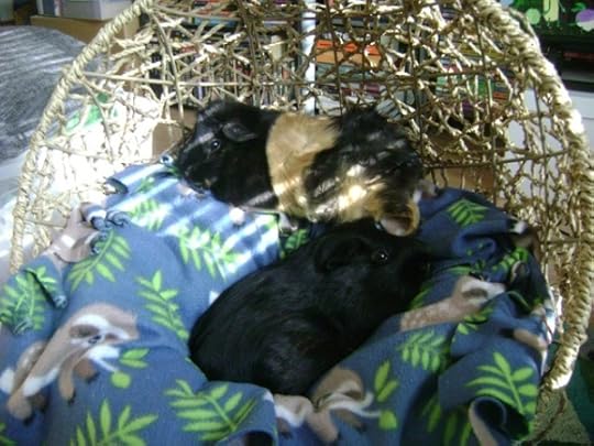 Rachel E Smith guinea pigs Hen Wen and Salem 
