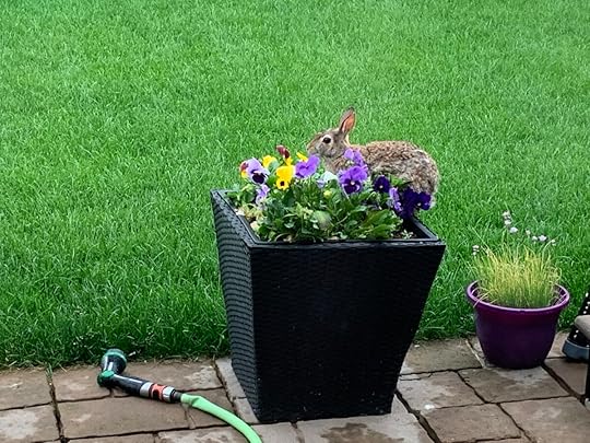 Rabbit eating pansies