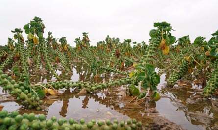 A closeup picture of a flooded field of brussels sprouts