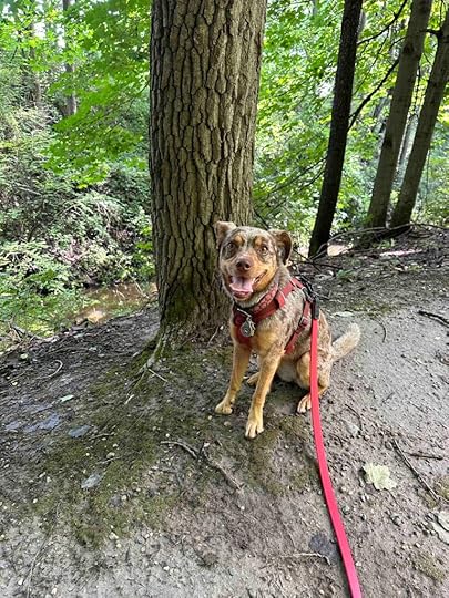 Sunny by a tree on the trail