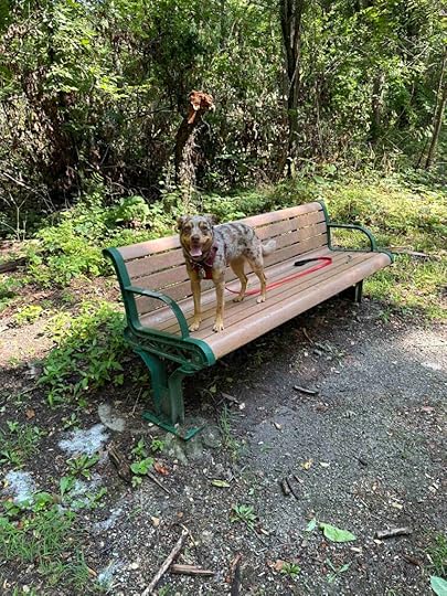 bench on the Pumpkinvine Trail