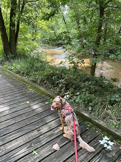 Sunny on a bridge over the creek