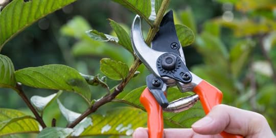 hand holding shears pruning branch