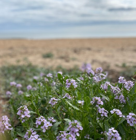 sea rocket