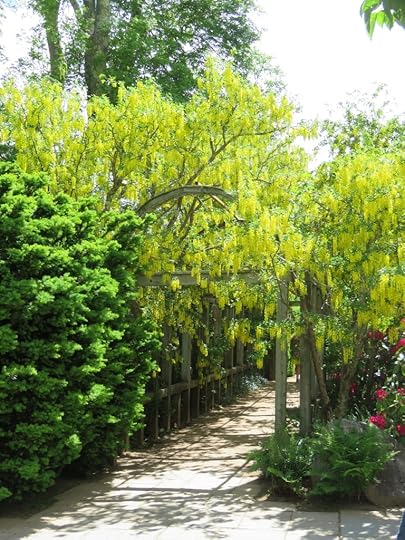 Laburnum arch