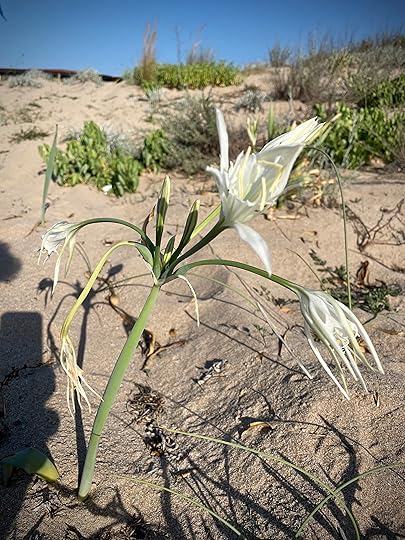 Sand lilies, Arkutino Beach, Bulgaria