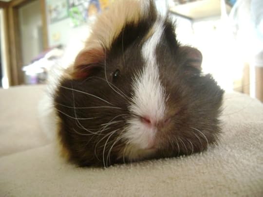 Rachel E Smith guinea pig Snuffy