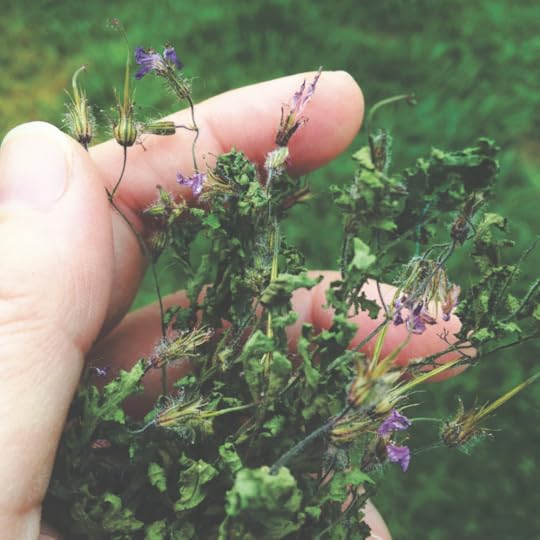 a hand holding dried leaves and flowers of herb Robert