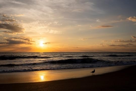 A gull strolls the beachy shore of Anastasia State Park in St. Augustine as the sun rises on March 8, 2024. (Patrick Connolly/Orlando Sentinel)