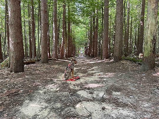 Sunny on the magnificent tree trail at Lillian Anderson Arboretum