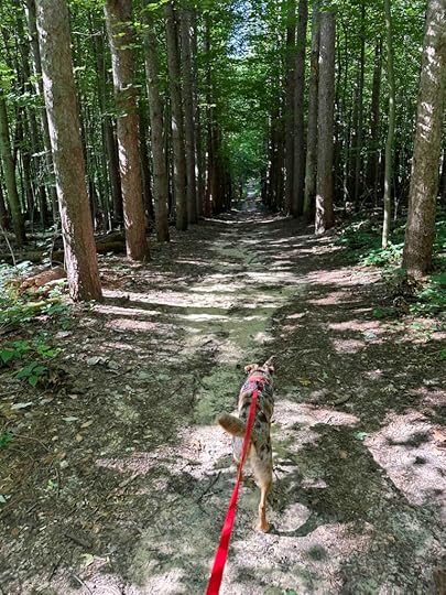 Lillian Anderson Arboretum magnificent pine trail