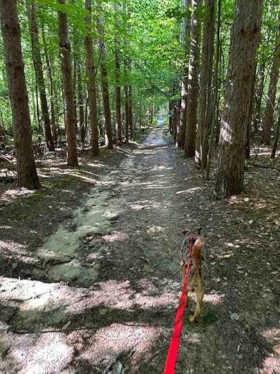 Sunny and the magnificent pines