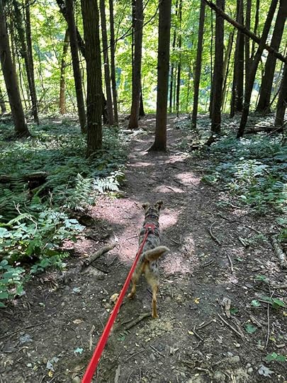 On the Batts Pond trail
