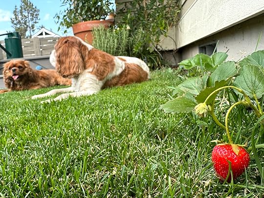 Normannellestrawberrygarden24