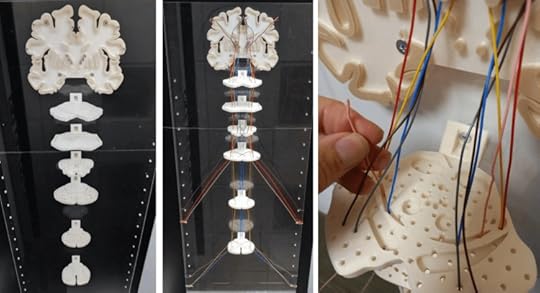 JellyLab X AnatomyHacks: Seeing the Unseen