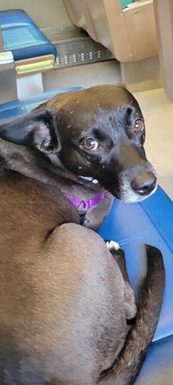 Hiking Dog on NY Metro North Train