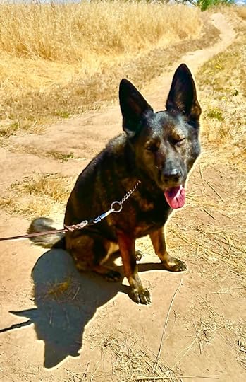 Black German shepherd dog with shiny healthy coat. 