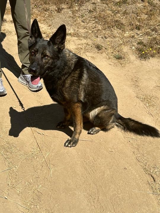 Shiny healthy black-coated German shepherd sits on dirt trail.