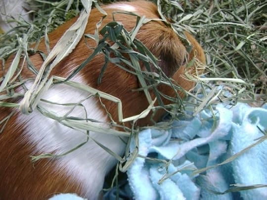 Rachel E Smith guinea pig Pickles