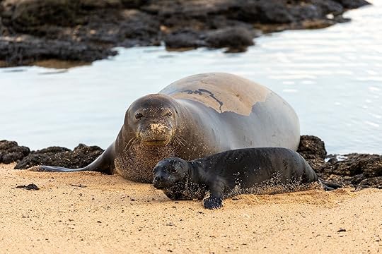 monk seals in hawaii - national park lodging