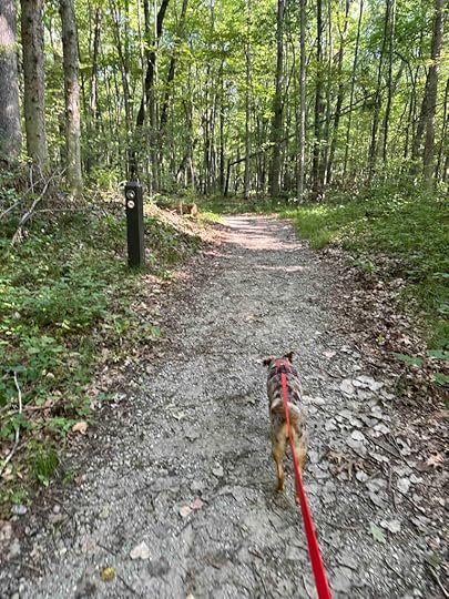 heading into the woods