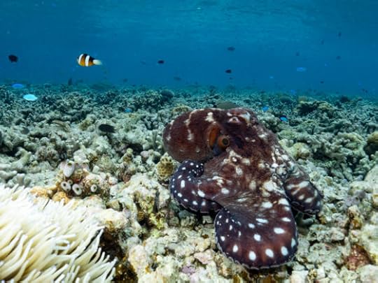 Snorkelling at Wakatobi Luxury Resort, 2024 trip report