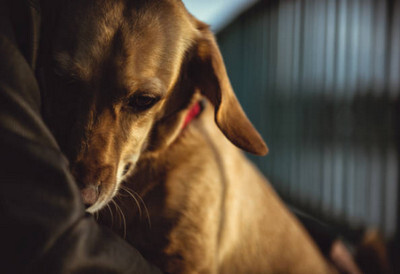 inoh shelter rescue dog