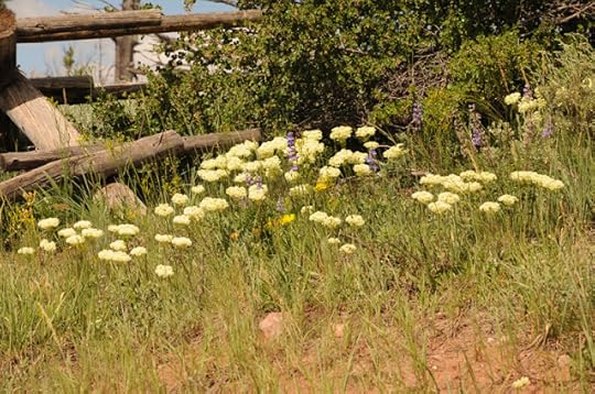 white flowers at Pole Mountain