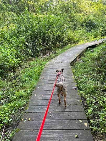 boardwalk at Plumb Lake County Park