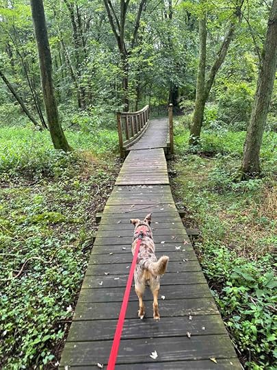 another boardwalk and a bridge