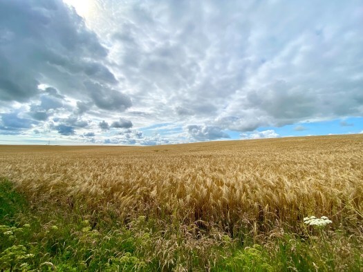 harvest time in scotland