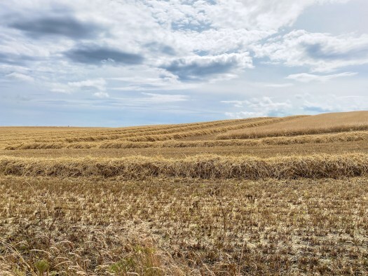 harvest time - cut barley