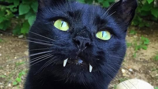 Black Cat With Fangs Looks Just Like Dracula - ABC News