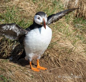 a puffin with its wings spread