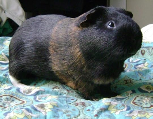Rachel E Smith guinea pig Belvedere
