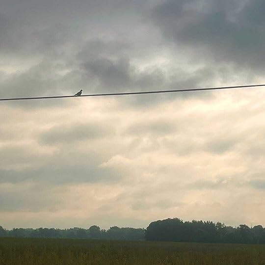 Photo of a bird sitting on an electrical wire silhouetted against a dark, cloudy sky