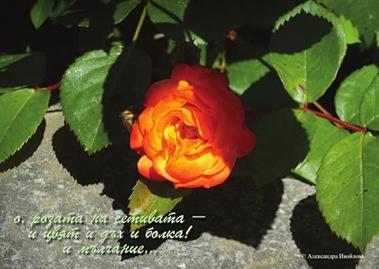 Александра Ивойлова - фотохайга