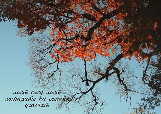 Александра Ивойлова - фотохайга