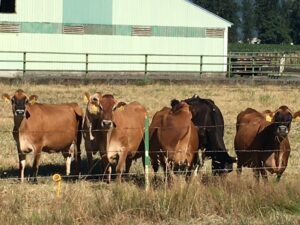 Cows in a field with a background of a green barn.