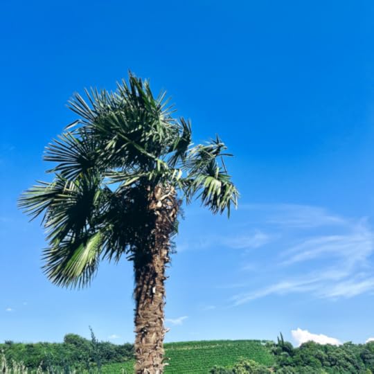 Eine Palme vor sehr blauem Himmel