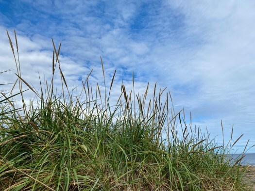 Grasses at New Aberdour