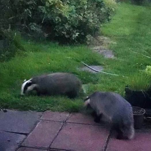 badgers in a Scottish garden
