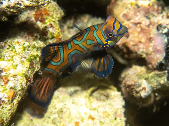 Komodo Expedition Cruise, Dragons and Dragonets