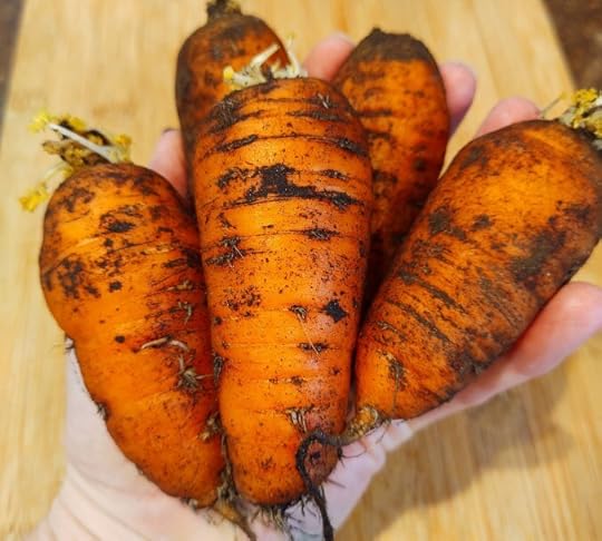 short carrots with dirt still on them
