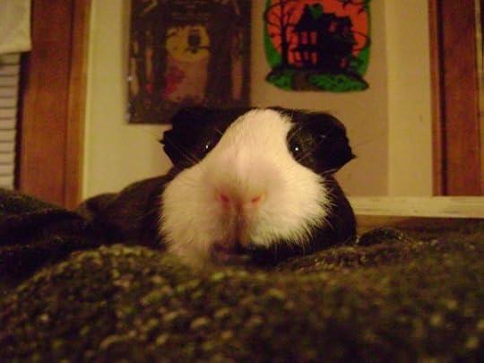 Rachel E Smith guinea pig Thorfy