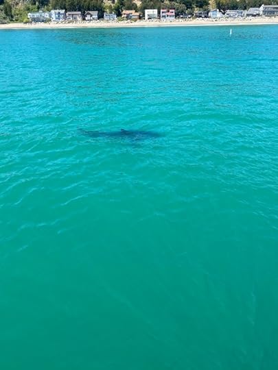 A juvenile white shark seen swimming just off the coast near New Brighton State Beach. (O'Neill Yacht Charters - Contributed)