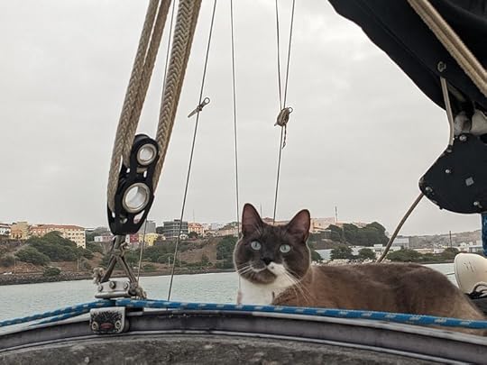 Gato-Licous in Praia