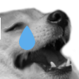 dogekekcry2
