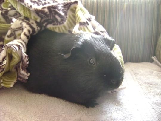 Rachel E Smith guinea pig Salem